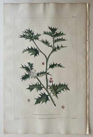 Link to  #46 Aquifolium AgrifoliumLondon, 1770  Product