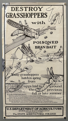 Destroy Grasshoppers with poisoned bran bait