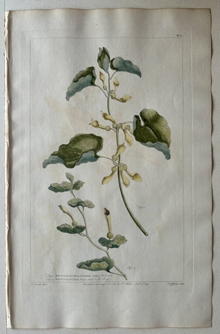Link to  #51 Aristolochia clematitisLondon, 1770  Product
