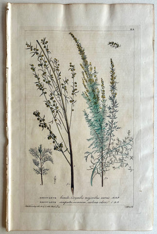 Link to  #2 Abrotanum, humile corymbis majoribus aureisLondon, 1770  Product