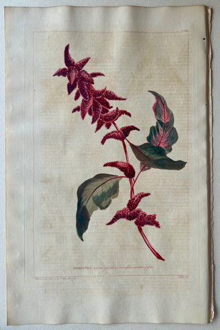 Link to  #22 Amaranthus racemis cylindirisLondon, 1770  Product