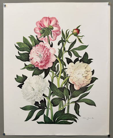 Clara Maria Pope Peonies