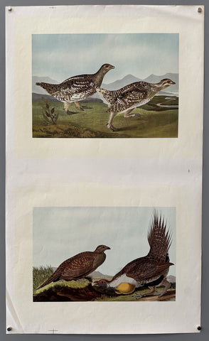 Sharp-tailed Grouse and Cock of the Plains