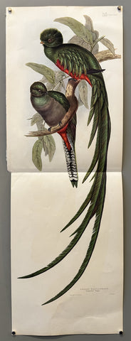 Trogon Resplendens