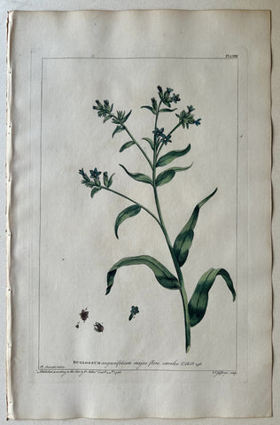 Link to  #72 Buglossum angustifoliumLondon, 1770  Product