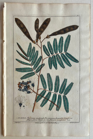 Link to  #5 Acacia, Americana non spinosaLondon, 1770  Product