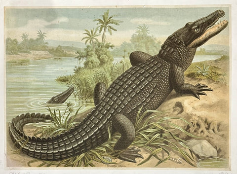 Nile Crocodile