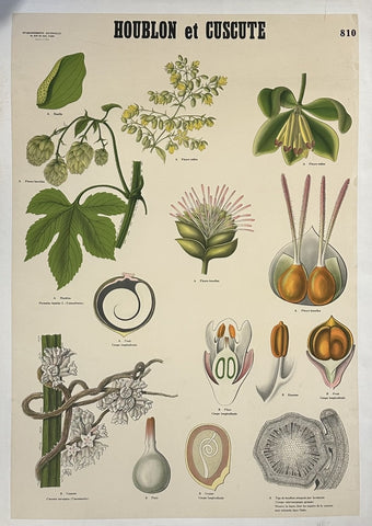 HOUBLON et CUSCUTE
