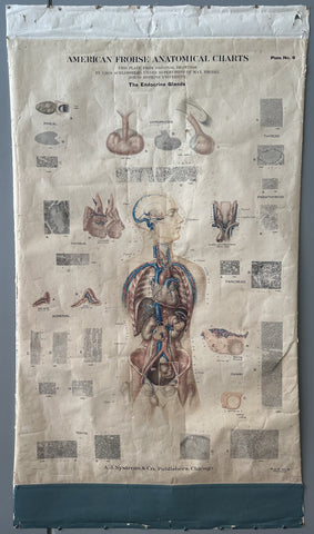 Link to  American Frohse Anatomical Charts PosterUnited States, c. 1918  Product