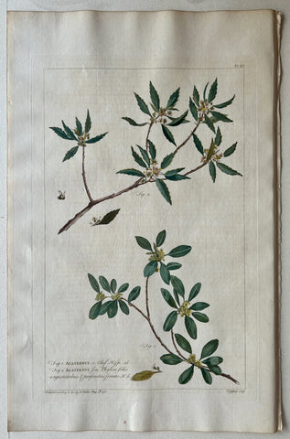 Link to  #16 Alaternus feu phylica foliisLondon, 1770  Product