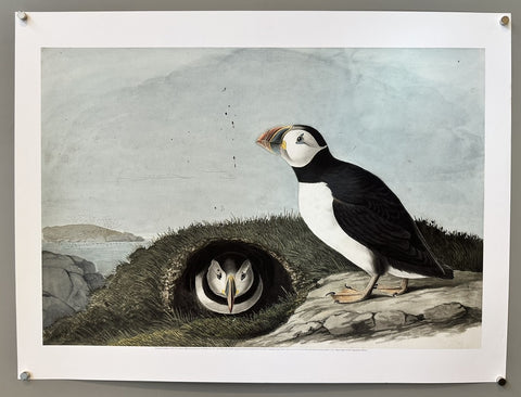Atlantic Puffin - Print