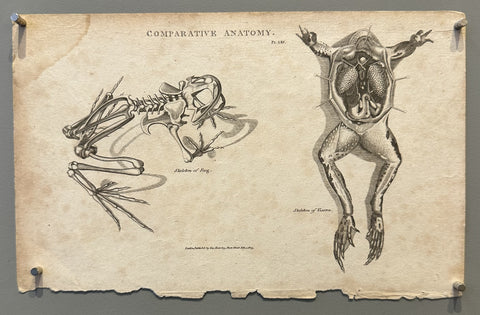 Comparative Anatomy Pl. LXV