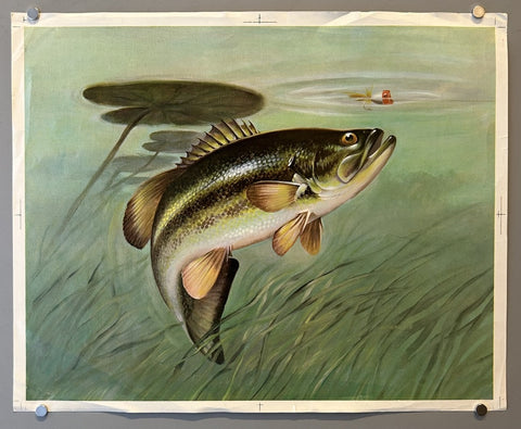 Trout and Lily Pad