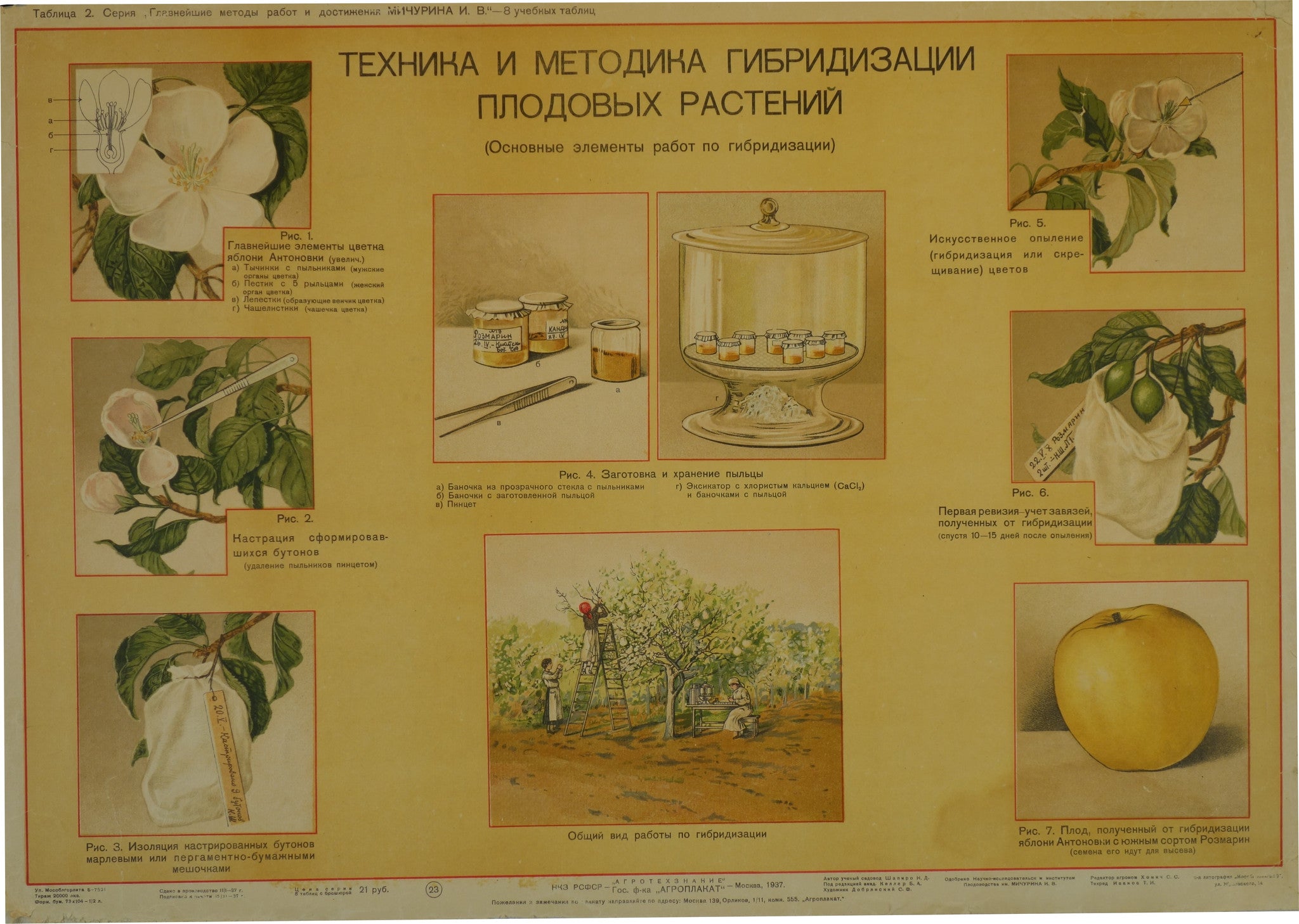 Diagram of Pollen extraction – Poster Museum