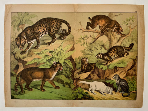 Link to  Spotted Cats PrintU.S.A., 1870  Product