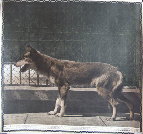 Link to  Wolf Canis Lupus LStaatsdruckerei  Product