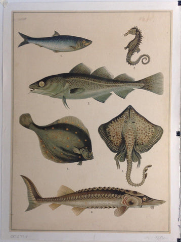 Link to  Fish Wall Art 1C. 1925  Product