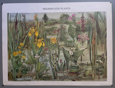 Link to  Freshwater Plants PosterEngland, 1976  Product