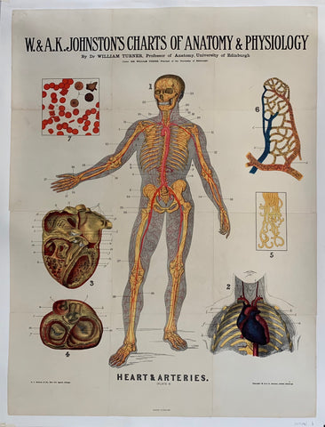 Link to  W. & A.K. Johnston's Charts of Anatomy & Physiology "Heart and Arteries"USA, C. 1900  Product