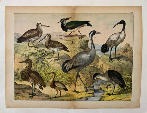Link to  Coastal Bird PrintU.S.A., 1870  Product