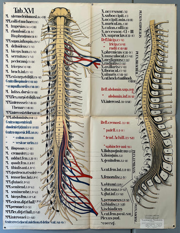 Link to  Motor Nerves and Spinal Cord ChartGermany, c. 1928  Product