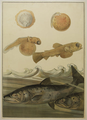 Link to  Fish DevelopmentAustralia - c. 1910  Product
