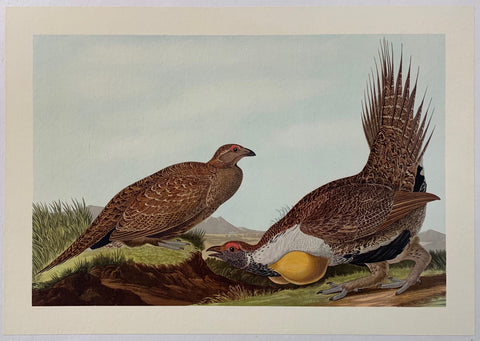 Link to  Greater Sage Grouse by John James Audubon1827-c. 1950  Product