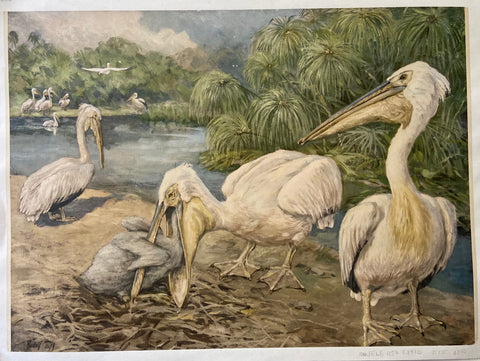 Link to  Storks by the Water PrintGerman?, c. 1910  Product