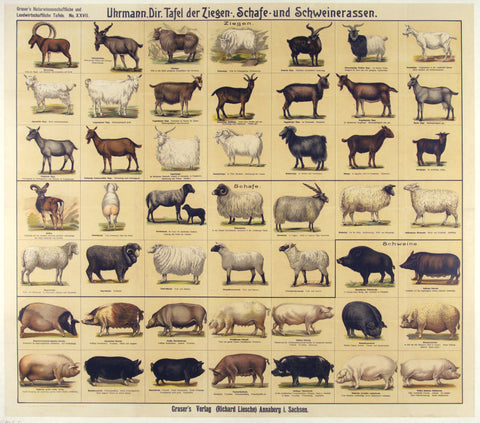 Link to  Uhrmann, Dir. Tafel der Ziegen, Schafe, und SchweinerassenDenmark  Product
