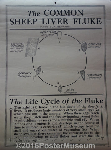 Link to  The common sheep liver flukesUnited States - 1928  Product