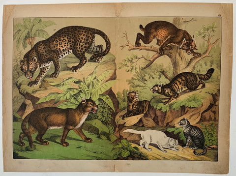 Link to  Wild Animal Types 2C. 1890  Product