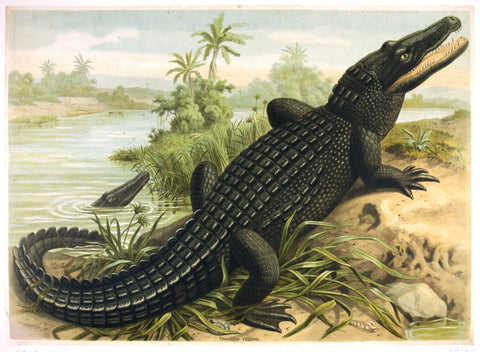 Link to  Crocodilus Vulgarisc. 1900  Product
