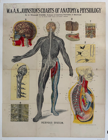 Link to  W. & A.K. Johnston's Charts of Anatomy & Physiology "Nervous System"USA, C. 1900  Product