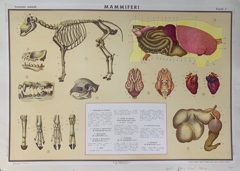 Link to  Anatomia Animale PosterItalian Poster, 1968  Product
