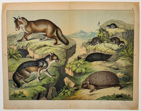 Link to  Wild Animal TypesC. 1890  Product