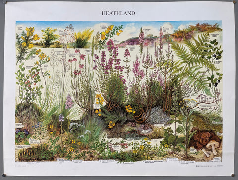 Link to  Heathland PosterEngland, 1976  Product