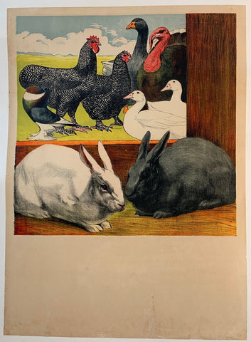 Link to  Rabbits and PoultryFrance, C. 1925  Product