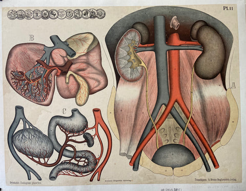 Link to  Anatomical Organ Drawings PrintDenmark, c. 1900  Product
