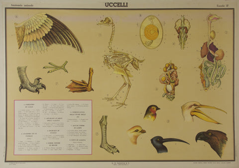 Link to  Uccelli Birds b.Italy - c. 1930  Product
