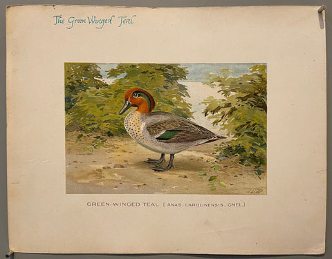 Link to  Green-Winged Tealcirca 1898-1910  Product