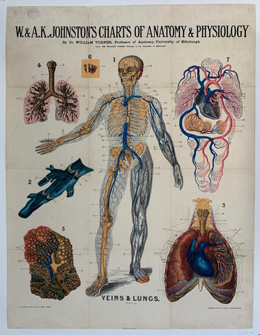 Link to  W. & A.K. Johnston's Charts of Anatomy & Physiology "Veins and Lungs"USA, C. 1900  Product