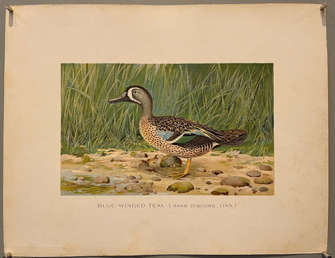 Link to  Blue-Winged Tealcirca 1898-1910  Product