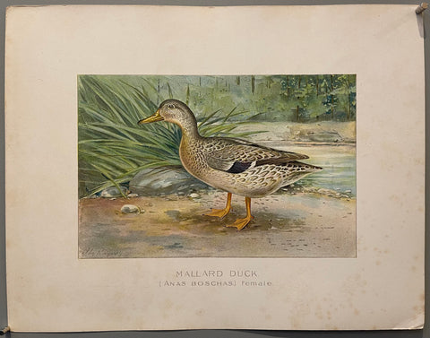 Link to  Mallard Duckcirca 1898-1910  Product