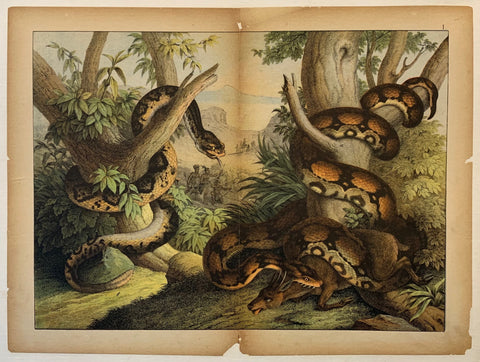 Link to  Reptilian Animals 2C. 1890  Product
