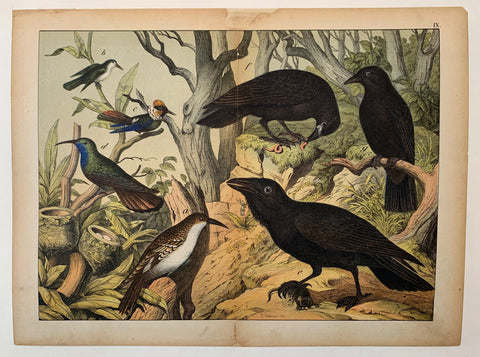 Link to  Bird PrintU.S.A., 1870  Product