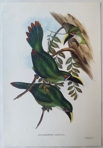 Link to  Aulacorhynchus Albivitta Gould and Richter LithographUK c. 1990  Product