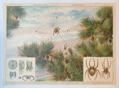 Link to  Spider DiagramFinnish Poster, 1918  Product
