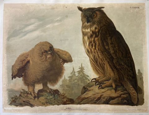 Link to  Owl and Owlet PrintAustria, c. 1920  Product
