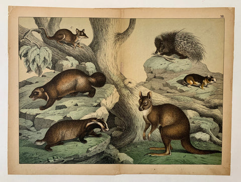 Link to  Marsupial PrintU.S.A., 1870  Product