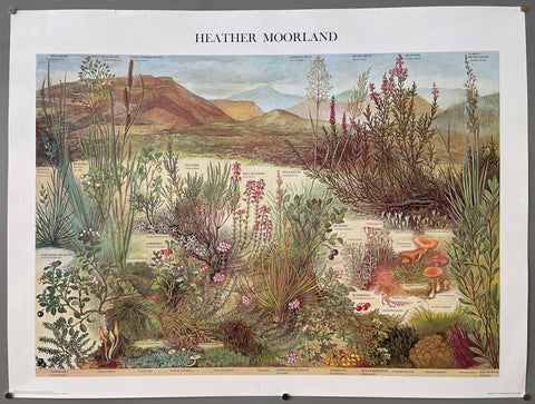 Link to  Heather Moorland PosterEngland, 1976  Product
